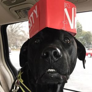 Meet your Posher, Linda