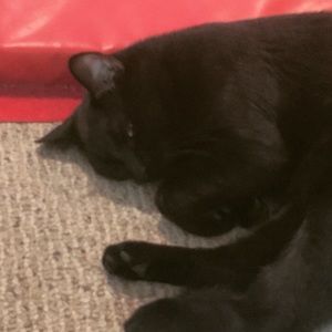 Meet your Posher, Ashton