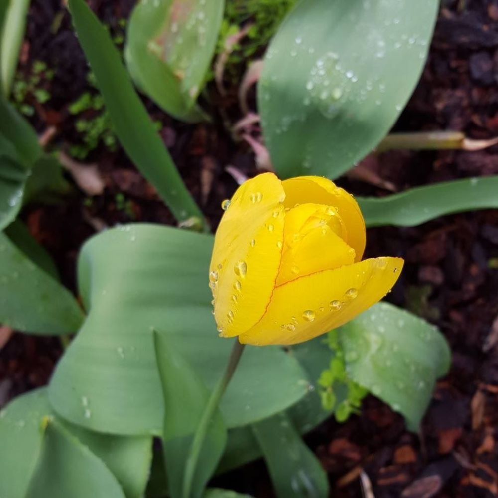 Meet your Posher, Arcelia