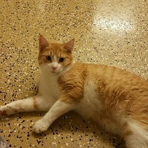 Meet your Posher, Patsy