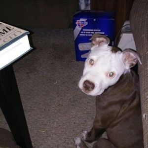 Meet your Posher, Donna