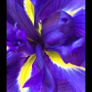 Meet your Posher, Anne