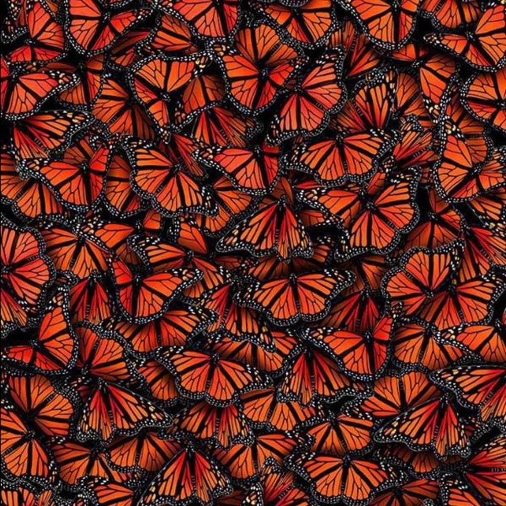 Meet your Posher, Dana