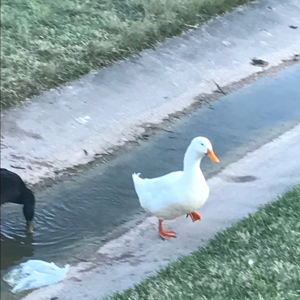 Meet your Posher, Sabrina