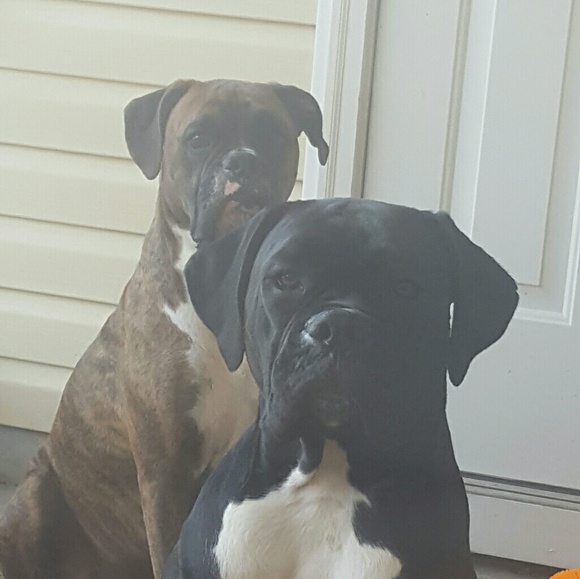 Meet your Posher, Amy - Picture 2 of 2