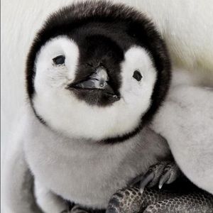 Meet your Posher, Luz