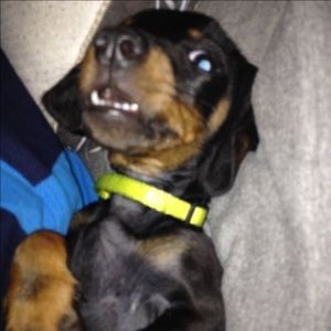 Meet your Posher, Judy