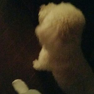 Meet your Posher, Antonio