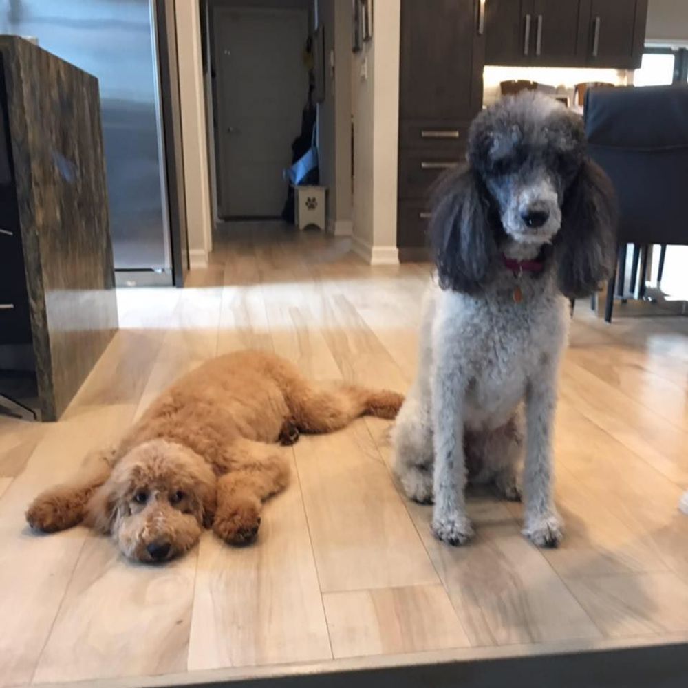 Meet your Posher, Andrea