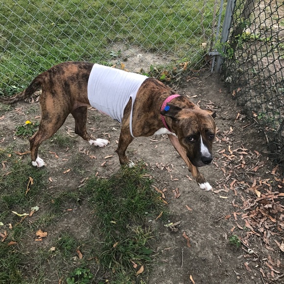 Meet your Posher, Cassandra - Picture 4 of 4