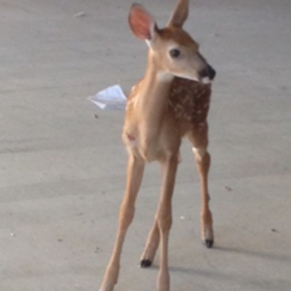 Meet your Posher, Sheila