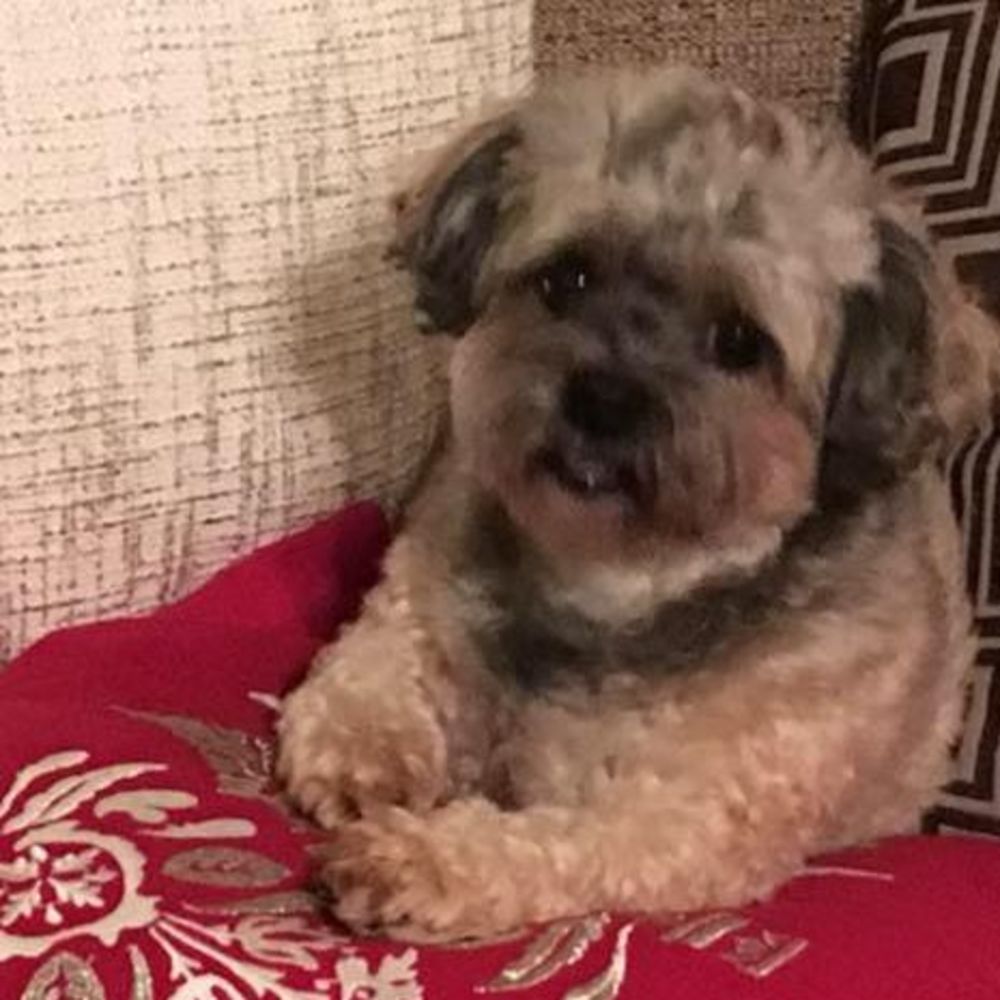 Meet your Posher, Darlene