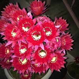 Meet your Posher, Felicitas