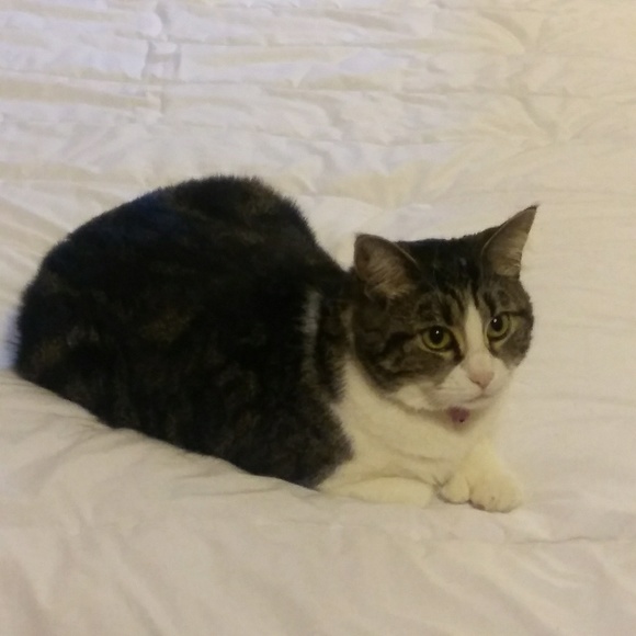 Meet your Posher, Amber - Picture 2 of 6