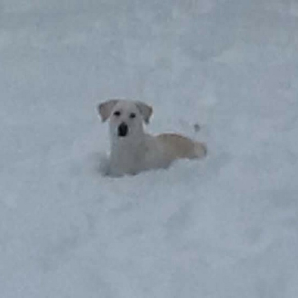 Meet your Posher, Amber - Picture 5 of 6