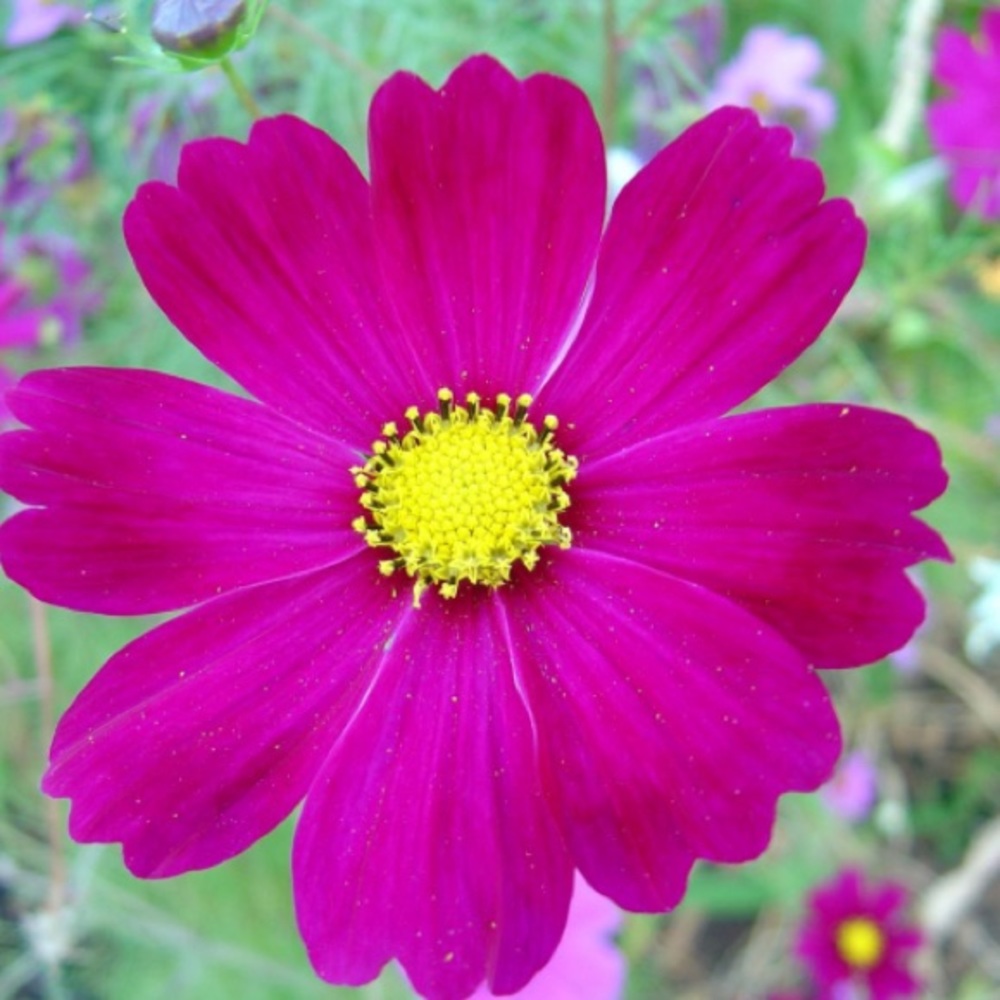 Meet your Posher, Shea