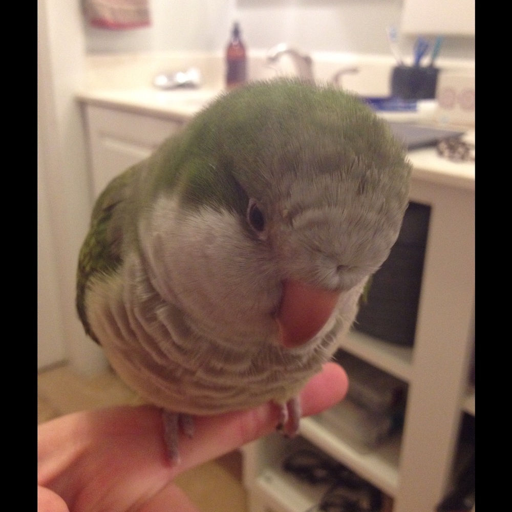 Meet your Posher, Sara