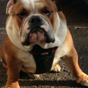 Meet your Posher, Alex