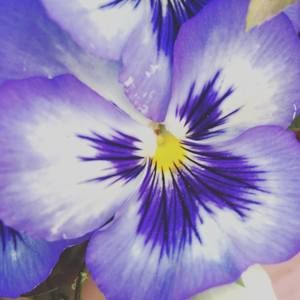 Meet your Posher, Toni