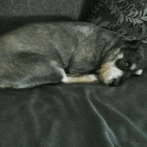 Meet your Posher, Susan