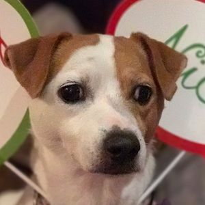 Meet your Posher, Iris