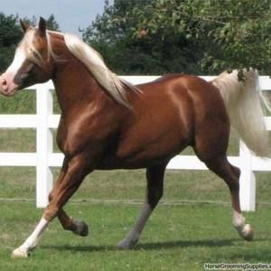 Meet your Posher, Linnie