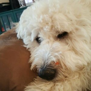 Meet your Posher, Leah