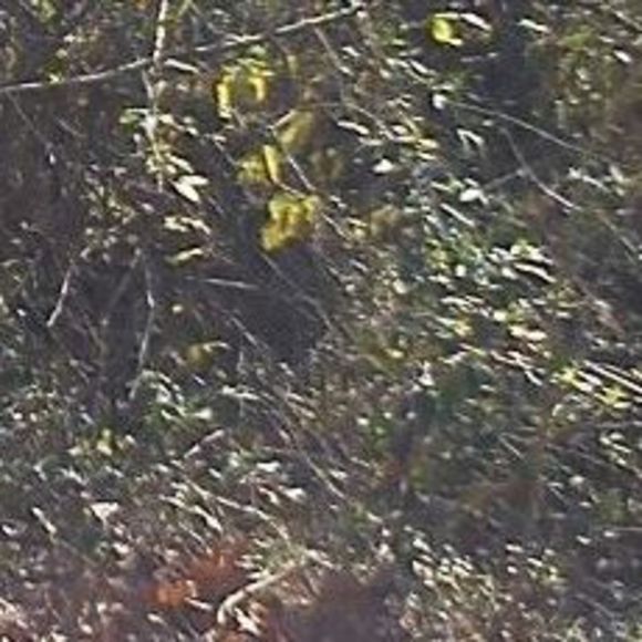 Meet your Posher, Holly - Picture 1 of 1