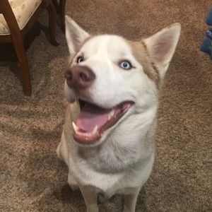 Meet your Posher, Morgan