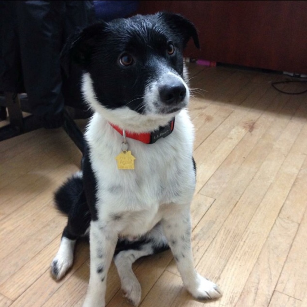 Meet your Posher, Virginia