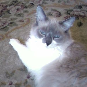 Meet your Posher, Paula williams