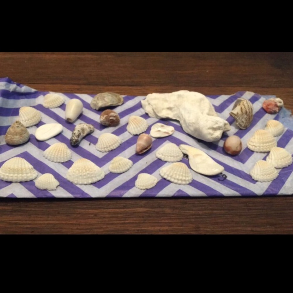 Sea Shell Bundle!