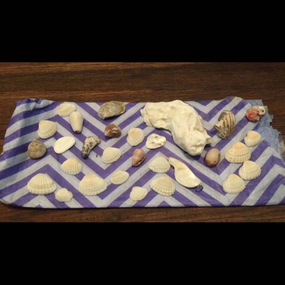 Sea Shell Bundle! - Picture 2 of 4