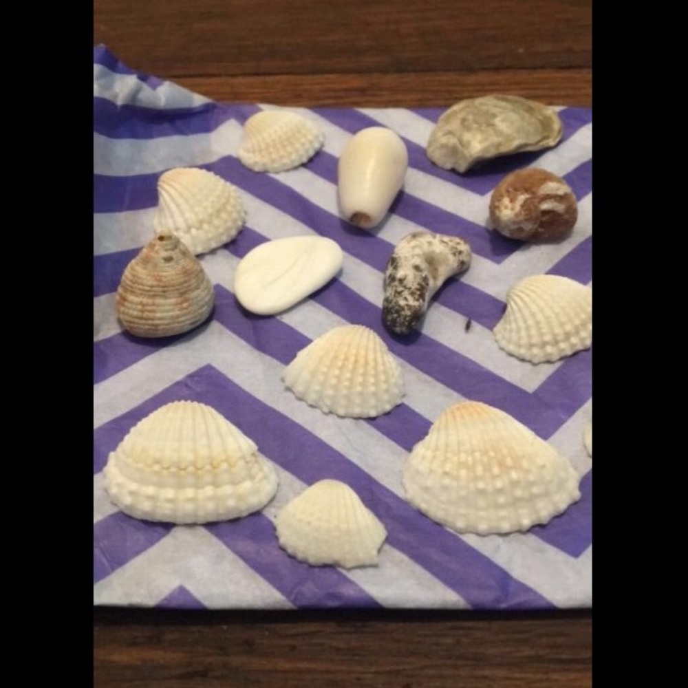 Sea Shell Bundle! - Picture 3 of 4
