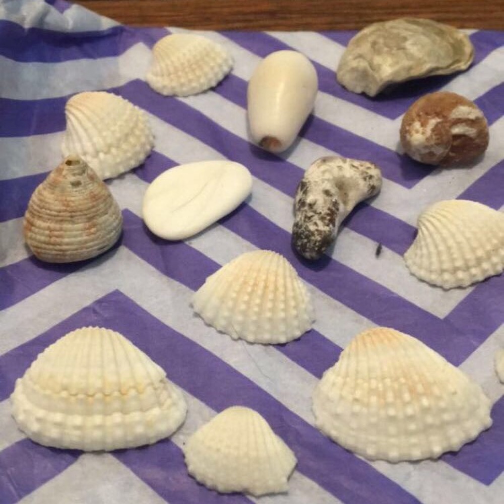 Sea Shell Bundle! - Picture 4 of 4