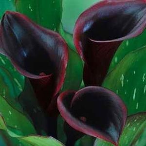 Meet your Posher, Buffy