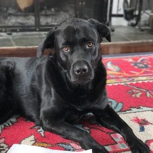 Meet your Posher, Lindsay