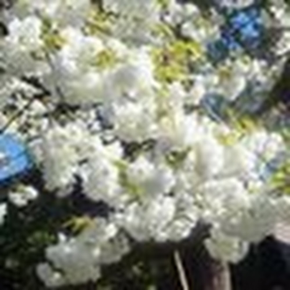 Meet your Posher, Kekakola