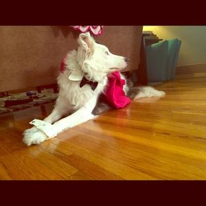 Meet your Posher, Lindsey