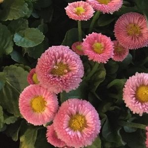 Meet your Posher, Mary beth