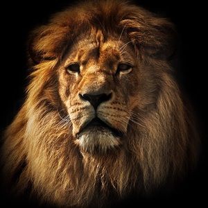 Meet your Posher, Hưng