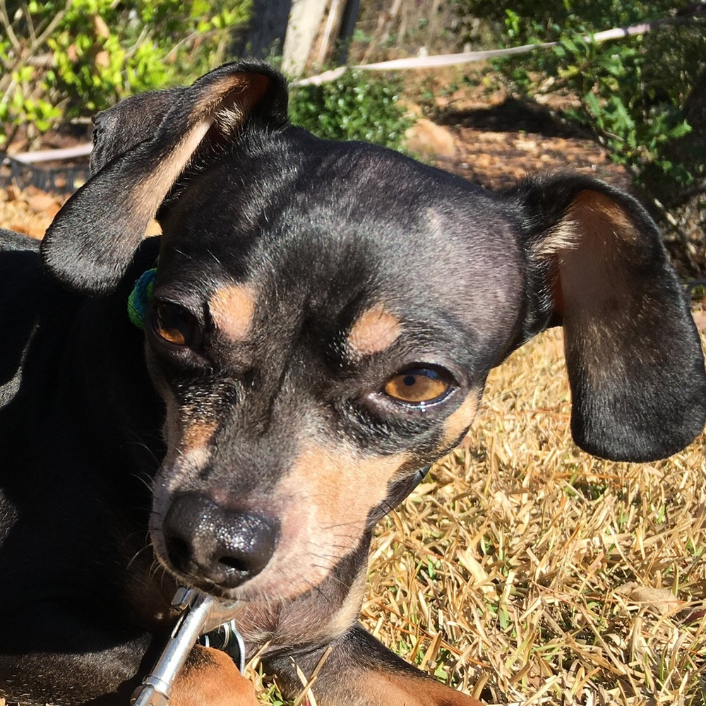 Meet your Posher, Julie