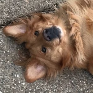 Meet your Posher, Bella