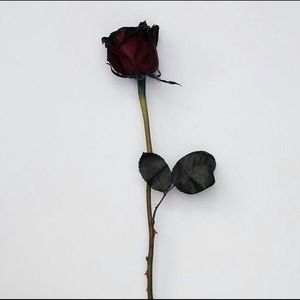 Meet your Posher, Edwin