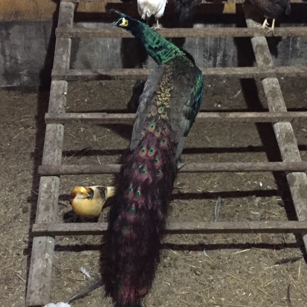 Meet your Posher, Farrah