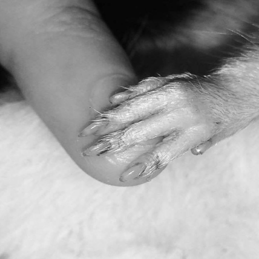 Meet your Posher, Merrie