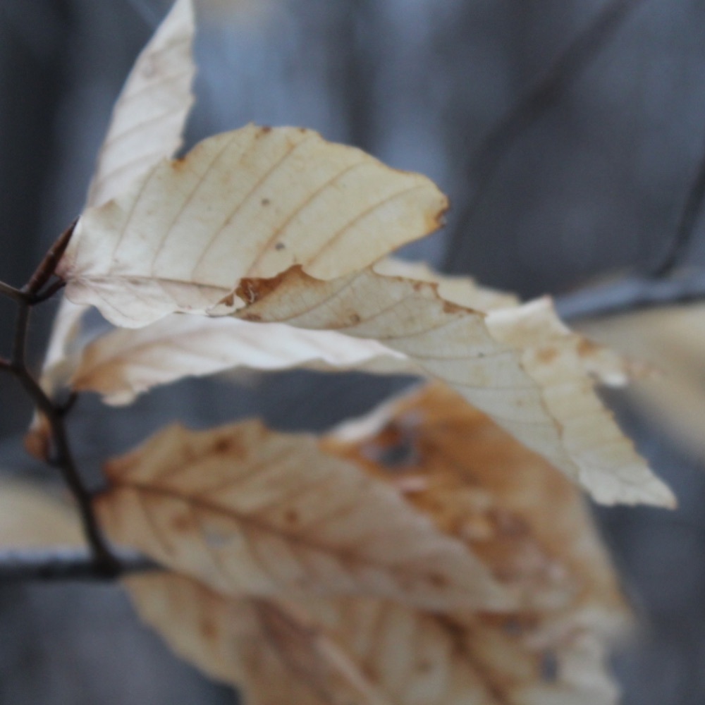 Meet your Posher, Alana