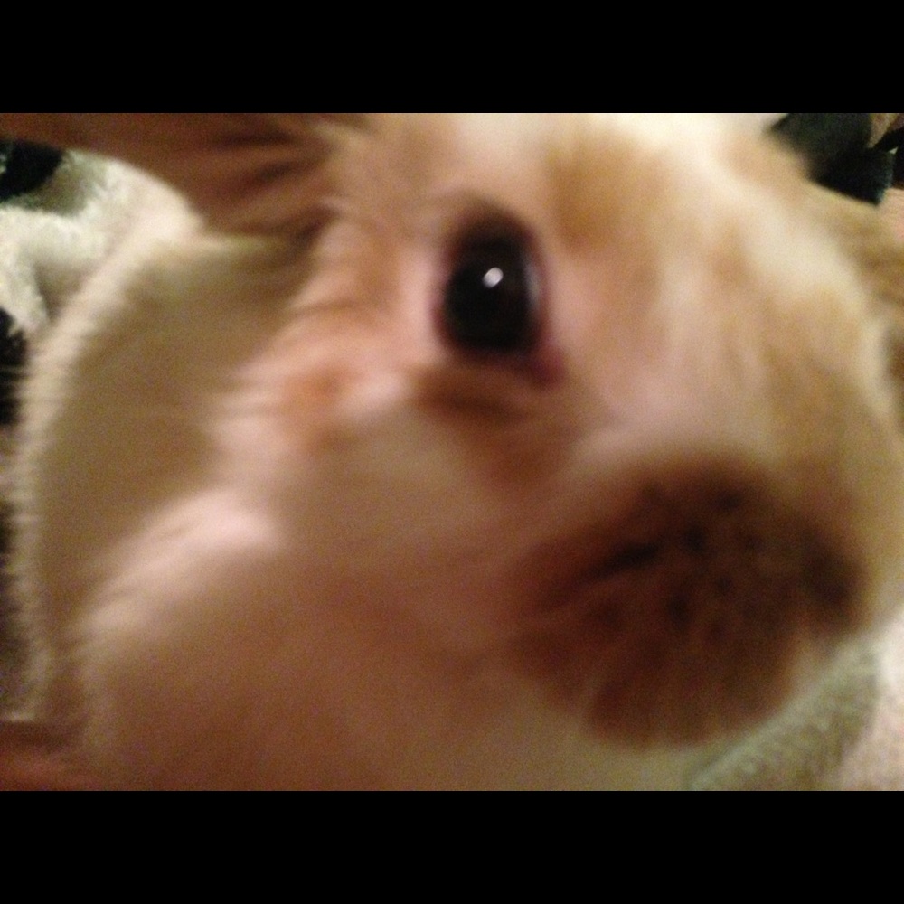 More peanuts!