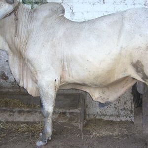 Meet your Posher, Bruno