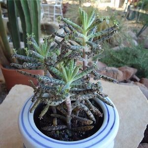 Meet your Posher, Hana